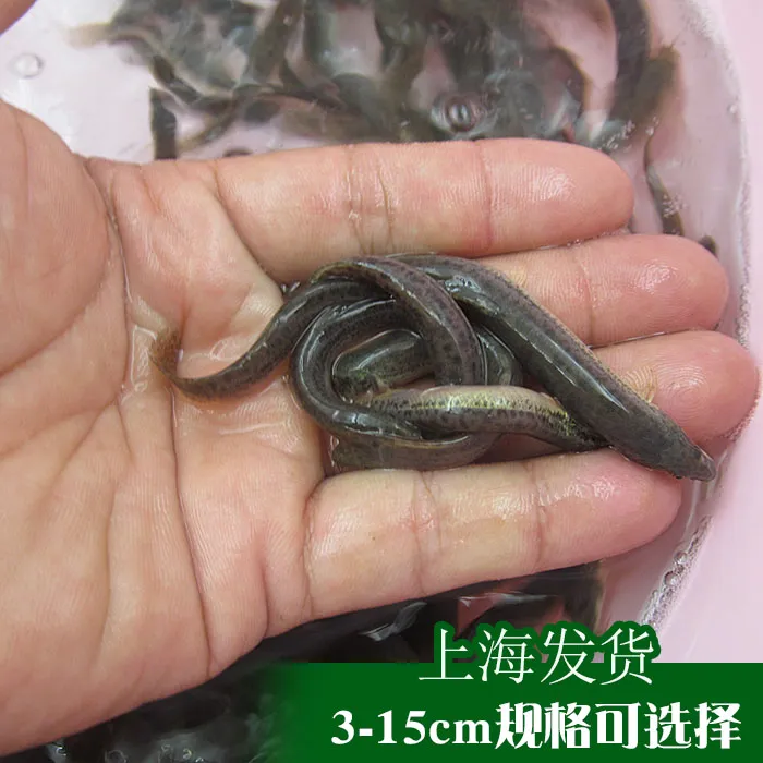 筏钓泥鳅鱼小泥鳅活体诱饵鳅鱼打窝当地泥鳅鲜活河鲜青鳅泥鳅活饵