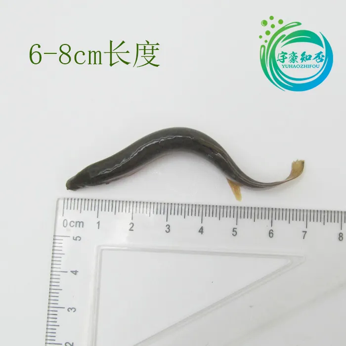 筏钓泥鳅打窝小泥鳅食用鳅鱼新鲜泥鳅鲜活挂钩活饵小泥鳅活体饵料