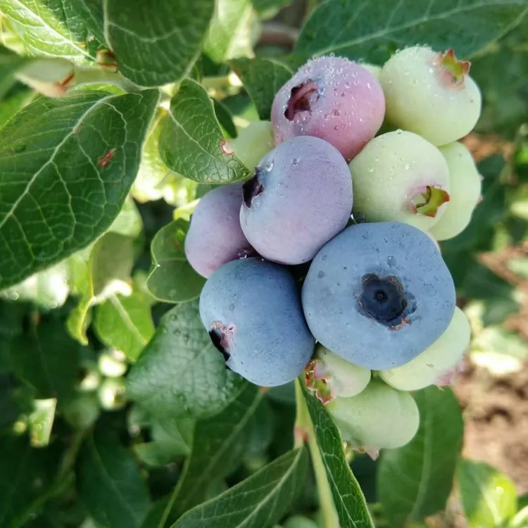 种木葵葵两加仑盆栽家养蓝莓法新花香等种植食用蓝莓树苗