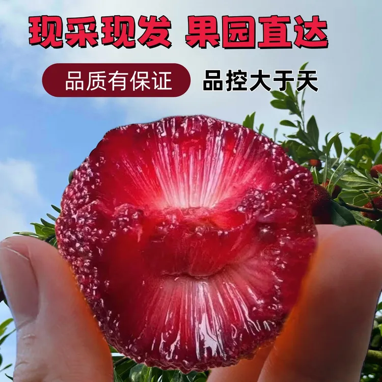【村播共富】浙江台州东魁杨梅45-120颗粒装酸甜装多汁夏日冷藏正宗