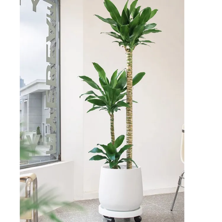  荷花铁美人铁盆栽花卉绿植观叶吸甲醛植物净化空气室内耐阴