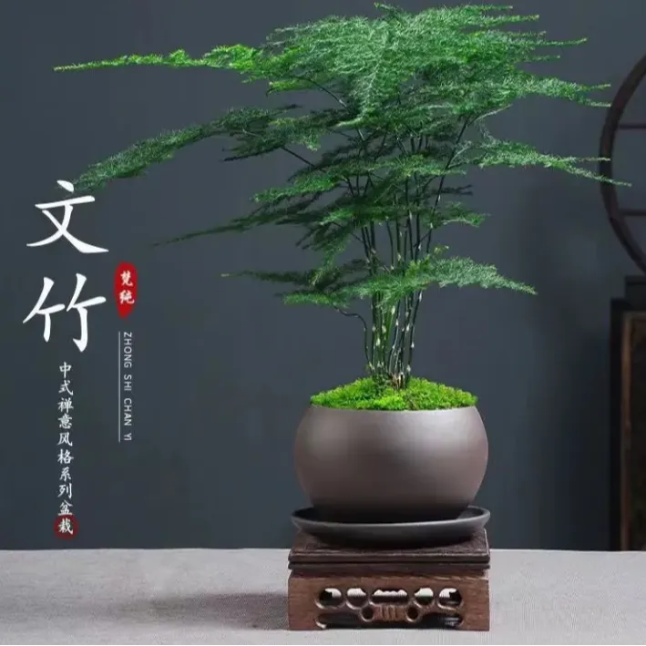 【铁杆文竹】舍得文竹盆栽绿植花卉家用水培四季长青云竹盆景代盆