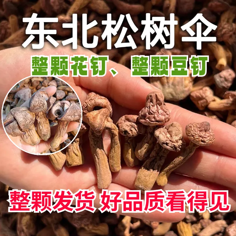 【整颗红蘑豆】新货东北野生松树伞蘑菇豆红松伞红蘑松蘑鸡心蘑肉蘑