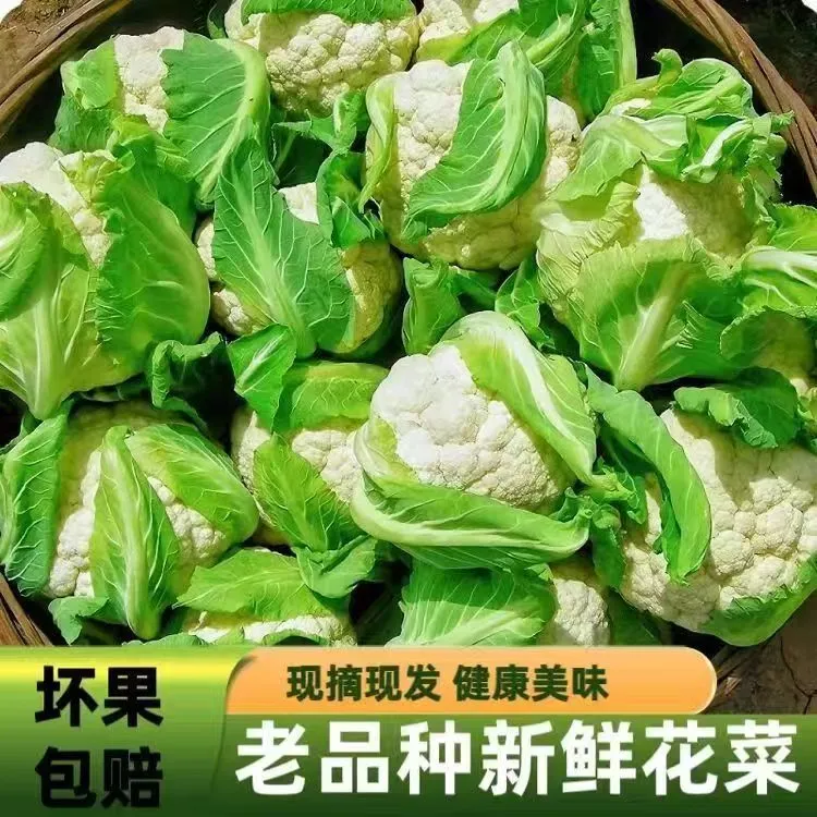 湖北天门花菜农家自种新鲜花菜紧菜花老品种花椰菜露天种现摘现发