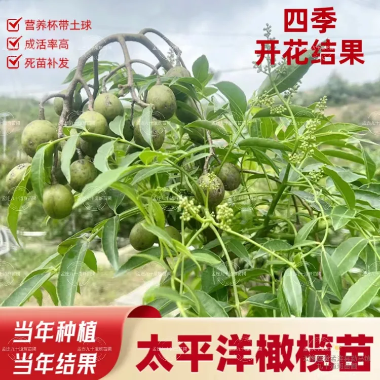 纯正太平洋橄榄树苗四季开花结果成熟香味正宗带土球种植水果苗木