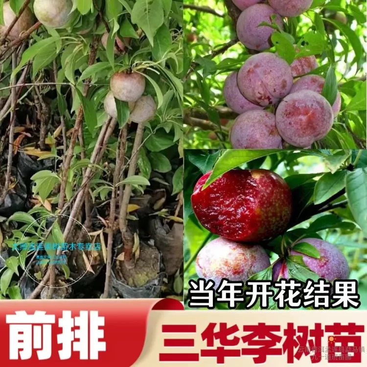 正宗嫁接三华李树苗带土发货好成活种植当年结果盆栽地栽苗木前排