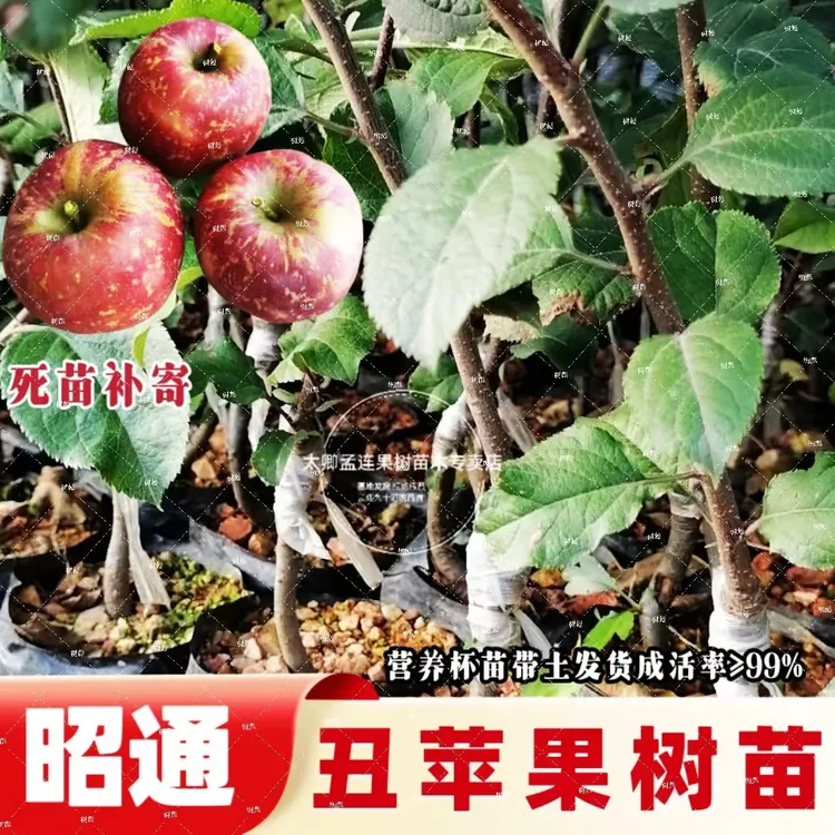 浓郁昭通丑苹果带土树苗四季种植适合南北方种植自然生长当年结果