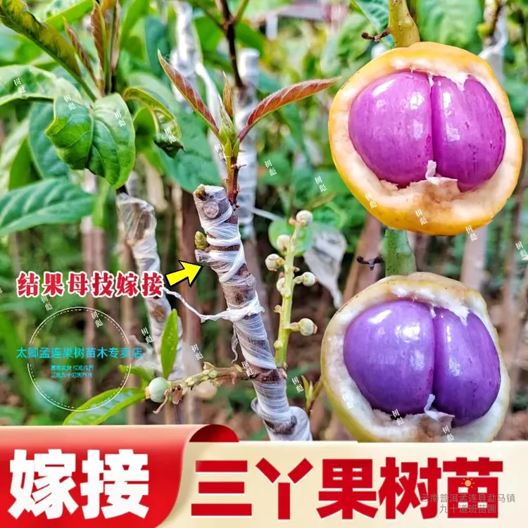 精品三丫果木奶果树苗带土发货结果树枝嫁接庭院种植水果苗木