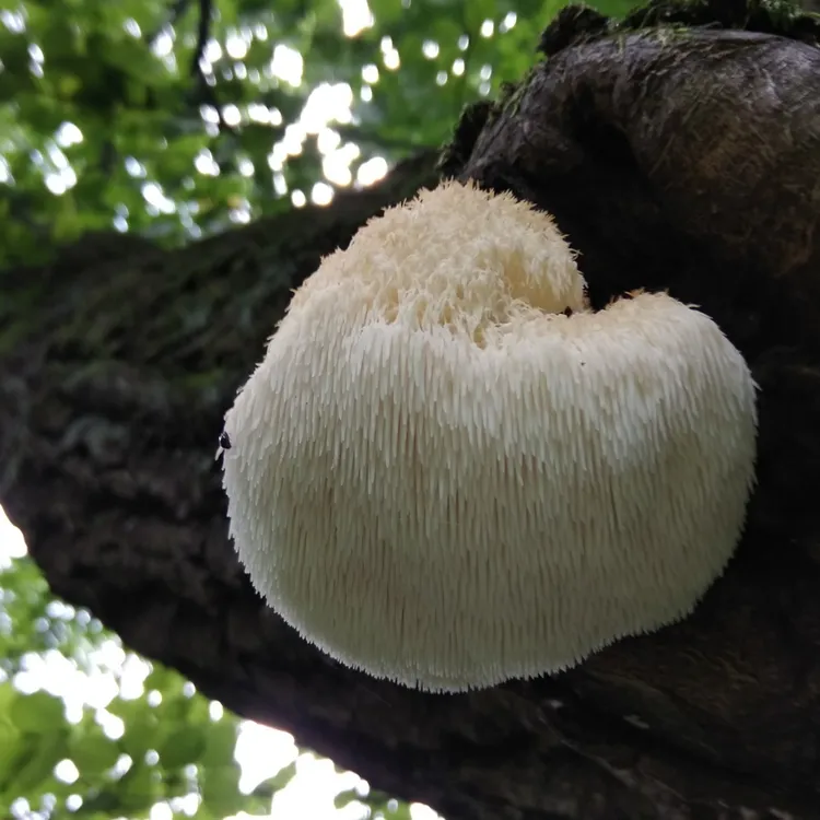 东北纯野生猴头菇干货半斤包邮
