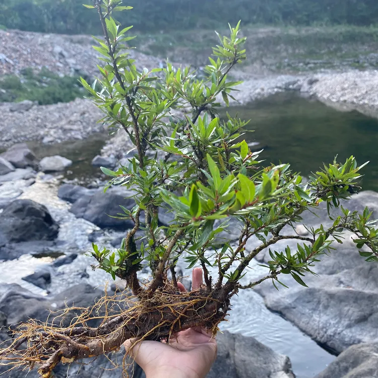 水杨梅 盆景鱼缸造景观赏植物 土培水培植物假山鱼缸修剪保湿好看