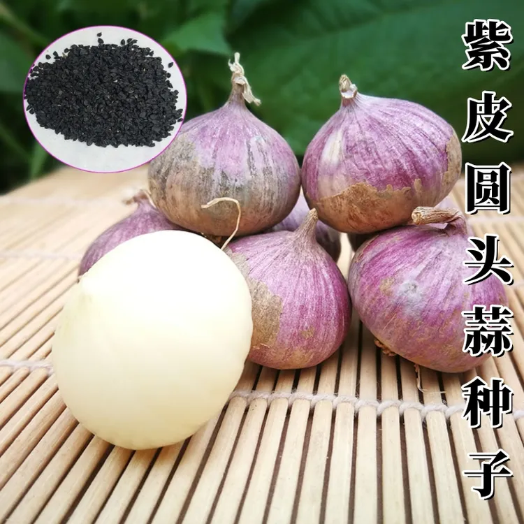 抢【9.9包邮】紫皮蒜头阳台盆栽种植农家圆头蒜种子南北方耐热耐寒