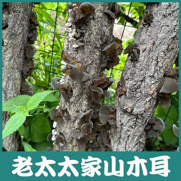 东北长白山特产黑木耳干货500g半野生山秋木耳柞木生长农户直销级