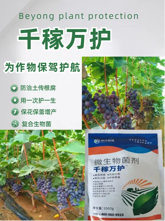 死棵烂苗抗重茬根腐活化土壤生根壮苗猝倒黄萎立枯冲滴叶面肥菌肥