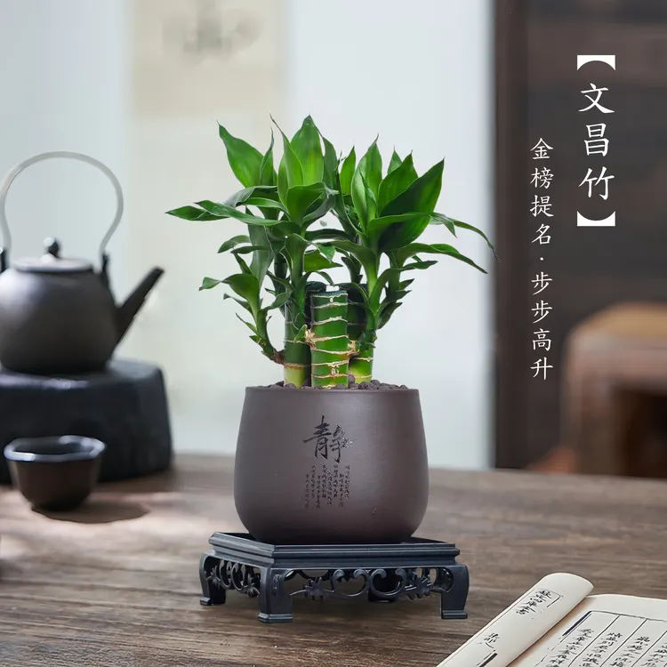 4支文昌竹【金榜题名】富贵竹水培植物粗杆文昌竹4枝金榜题名绿植