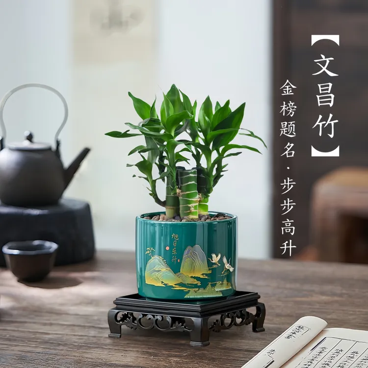 文昌竹4支金榜题名龙竹土培带根富贵竹植物客厅招财竹