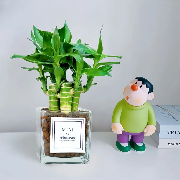 文昌竹金榜题名粗杆水培土培客厅办公室内懒人桌面绿植小盆栽好养