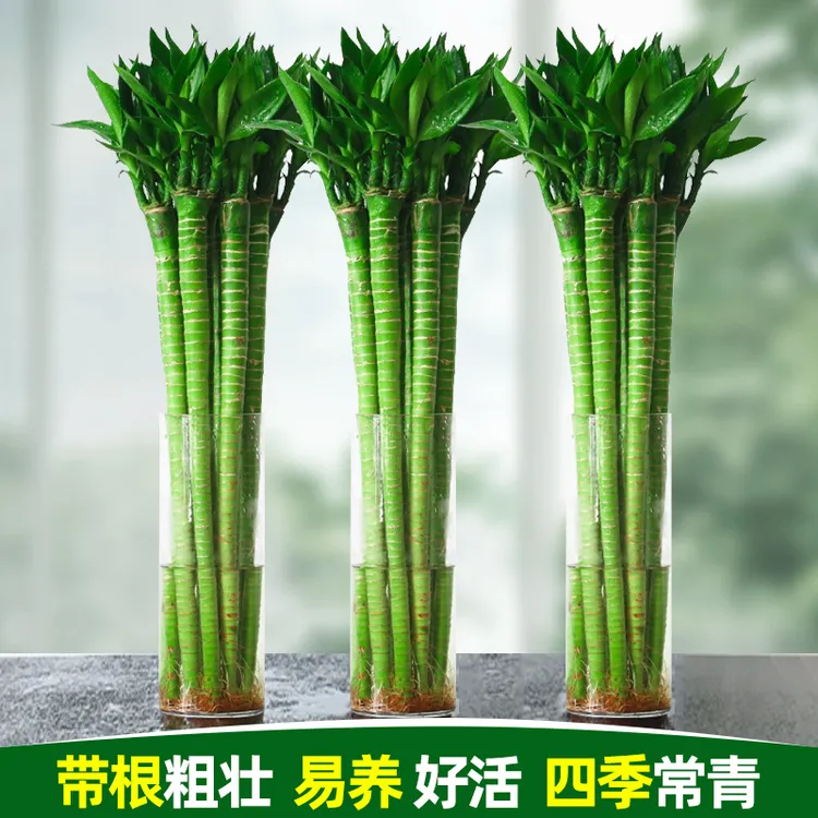 带根龙竹观音竹弯竹富贵竹植物水养客厅室内盆栽水培绿植