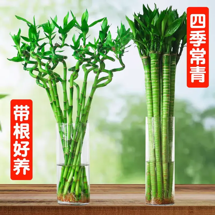 悦动带根富贵竹弯竹水竹开运竹竹子盆栽客厅室内水养绿植水培植物
