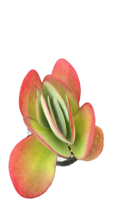 蝴蝶唐印  多肉植物   两单包邮精养