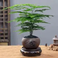 文竹盆栽植物室内净化空气办公室桌面好养盆栽四季常青HBSAR002