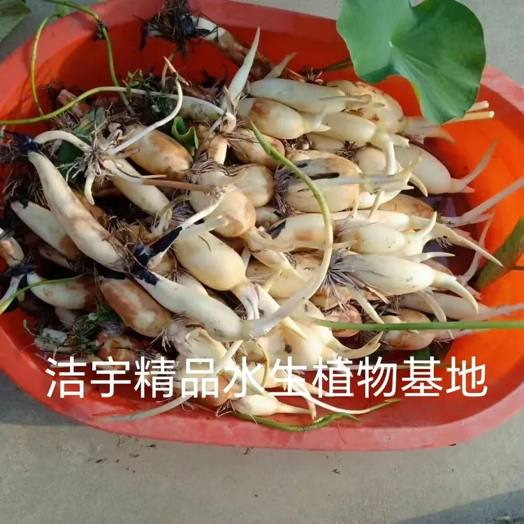 食用种苗种根池田高产大型荷花苗粉脆籽藕种根苗观赏藕苗莲藕莲子