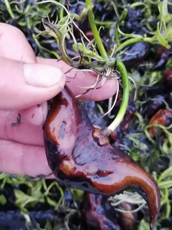 菱角种子种植特大菱角种苗种植菱角苗红菱角种苗菱角水生植物红菱
