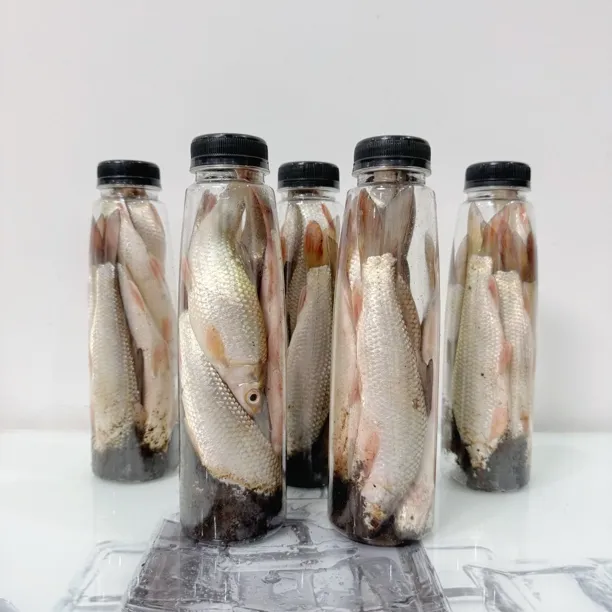 【三千臭鱼】臭鱼钓鲶鱼专用发酵饵一瓶6-8条-发新鲜鱼到货需要发酵