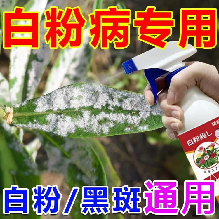 幸福树白粉病专用喷剂肥料防炭疽黑斑枯萎烂根发财树平安树营养液