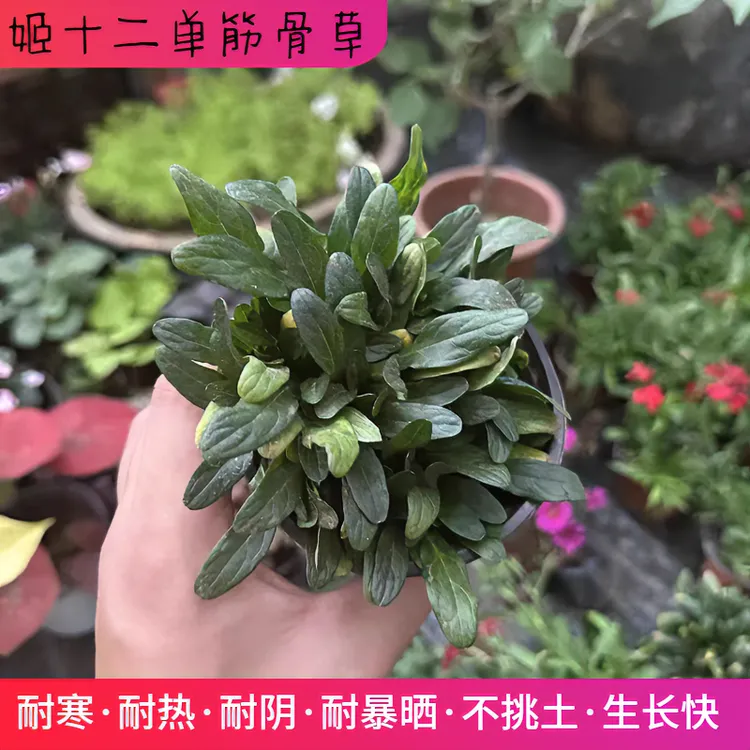 姬十二单筋骨草宿根花卉耐寒耐旱耐阴盆栽庭院阳台绿化紫色花海景