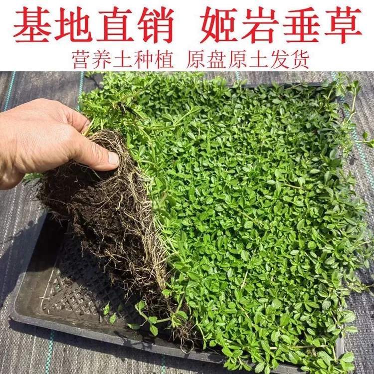 姬岩垂草耐踩踏植物绿植开花草坪四季开花园晶草爬藤庭院佛甲草