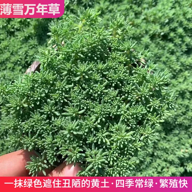 中华景天薄雪万年草多年生地被花镜植物耐寒地栽庭院多肉佛甲草