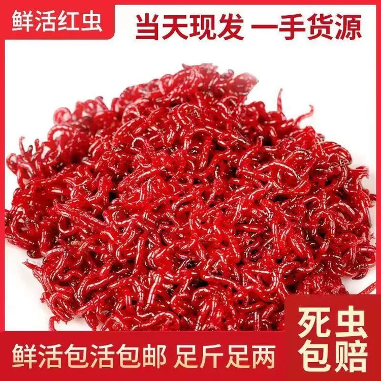 天津鱼饵红虫批发红红虫挂钩红虫钓鱼饵活虫钓鱼饵料特大号鲜活