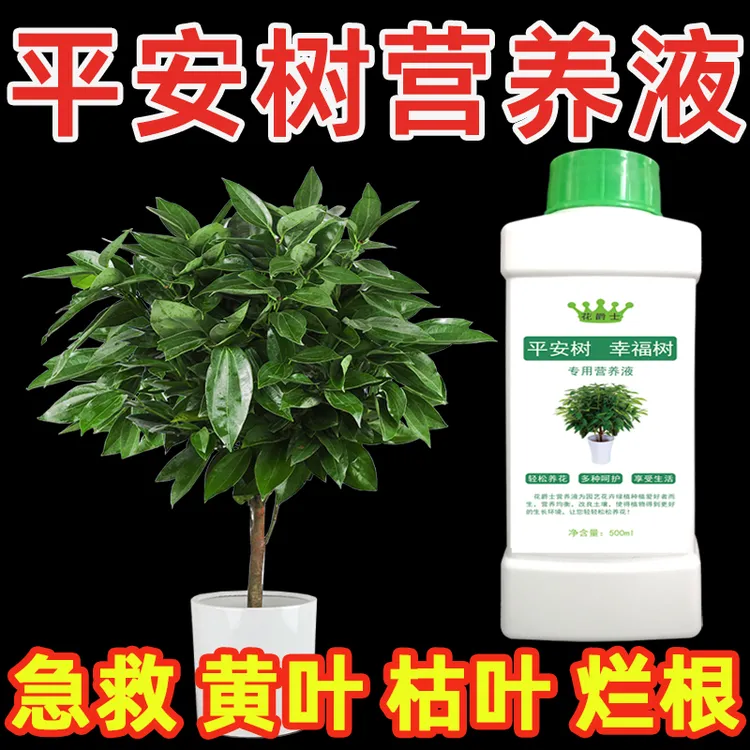 平安树专用营养液肥料专用肥叶子下垂发黄干枯黄叶掉叶子怎么补救