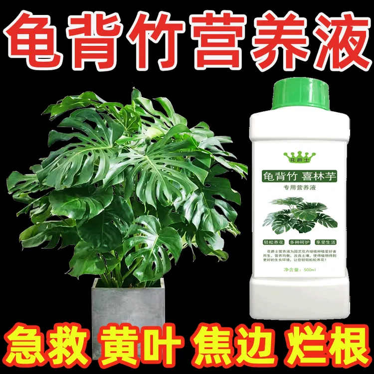 龟背竹专用营养液水培养白锦龟背竹肥料专用肥叶面肥叶子发黄干枯