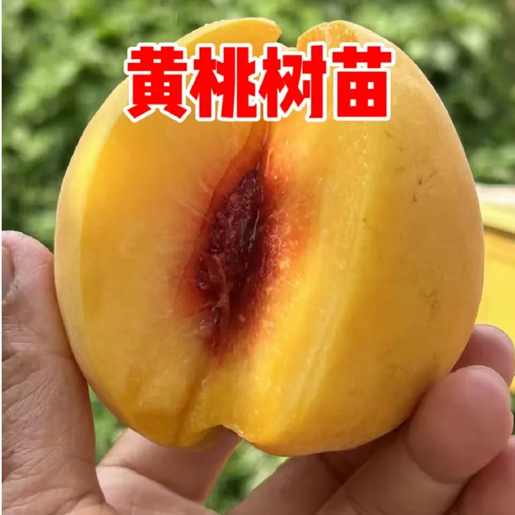 黄桃树苗包邮锦绣黄桃个大丰产晚熟桃子