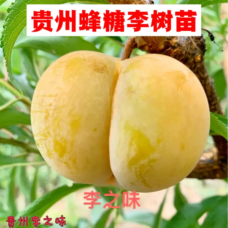 贵州蜂糖李子树苗 蜂糖李子树苗 夏姐推荐 李之味蜂糖李树苗