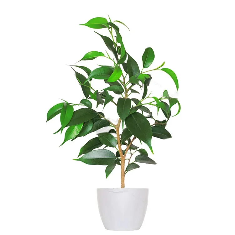 花卉绿植（一物一拍）
