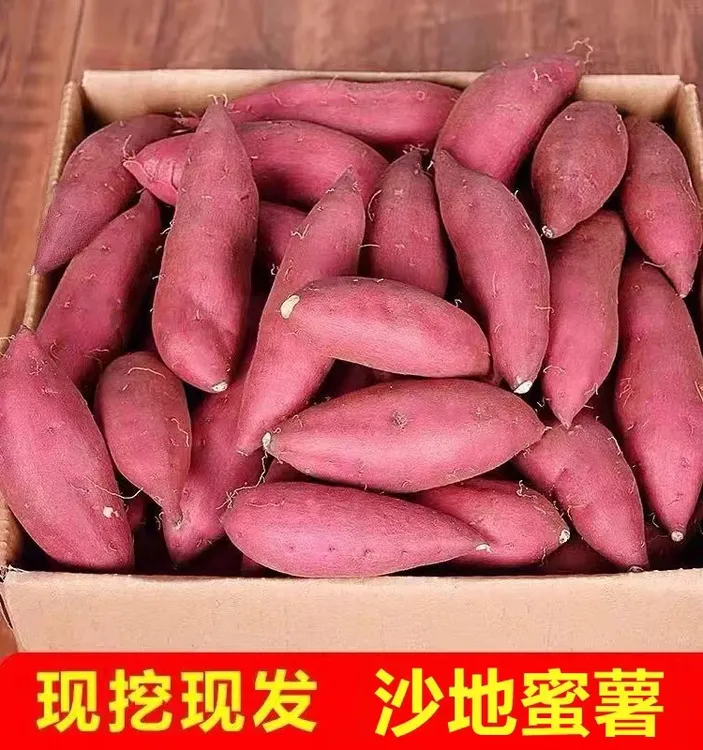 山东蜜薯超甜沙地黄心红薯龙九地瓜番薯软糯香甜现挖现发