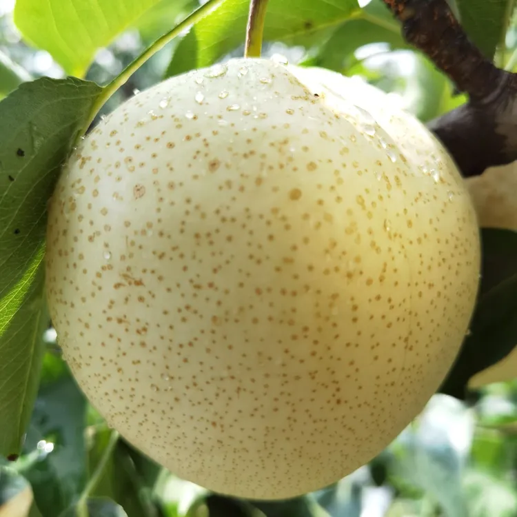 新果上市山农酥梨 皮薄肉厚现摘现发 单果一斤顺丰包邮