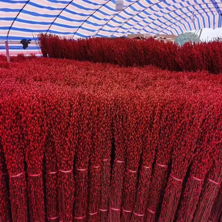 红色招财银柳年宵花卉干花真花银柳鲜枝客厅摆设装饰花花瓶摆件