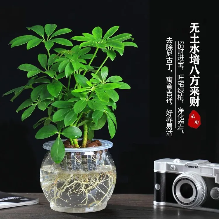 八方来财水培七叶莲鸭脚木吸甲醛二手烟绿植盆栽招财树四季常青树