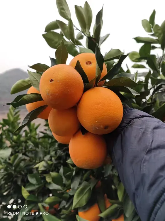 赣南脐橙果园直供，一件代发。