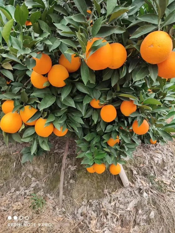 江西赣南脐橙信丰果园直销，一件直发，果园直发。