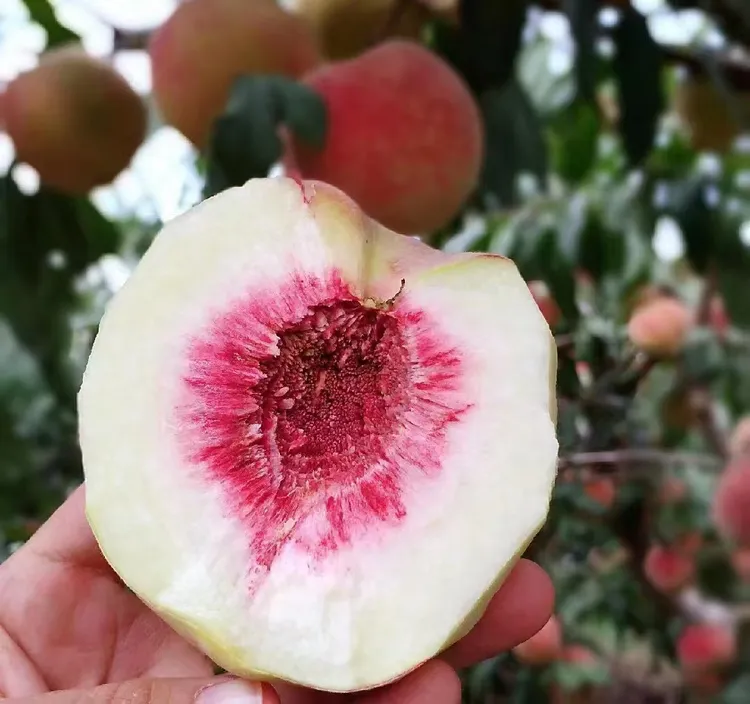 正宗云南高原冬桃新鲜水果当季孕妇水果新鲜礼盒装