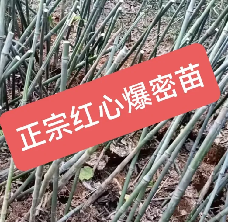 正宗红心爆密实心玉竹苗