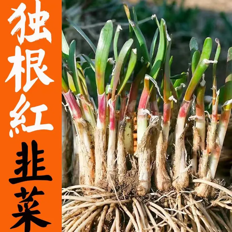 （现刨现发）当年独根红韭菜苗