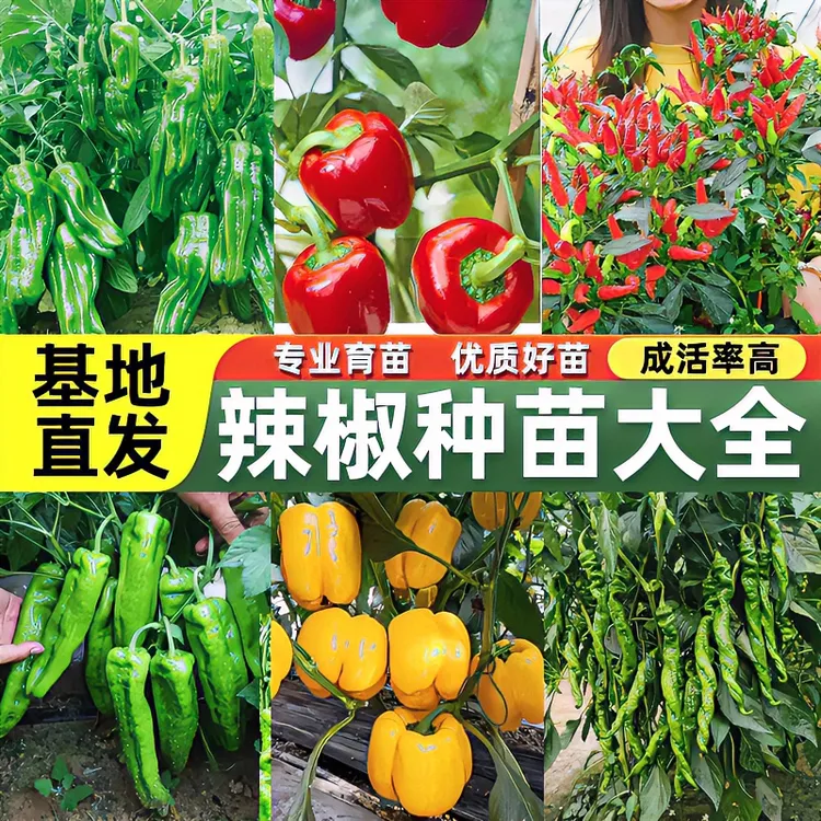 辣椒苗寿光苗场直发尖椒苗朝天椒苗线椒苗薄皮辣椒苗螺丝椒