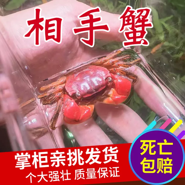 相手蟹观赏蟹相守蟹笑脸蟹小螃蟹红螃蟹