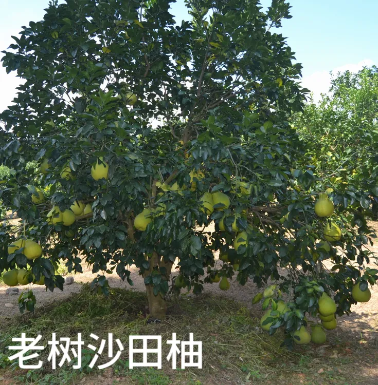 正宗广东梅州沙田柚新鲜水果产地直发纯甜广东碌柚