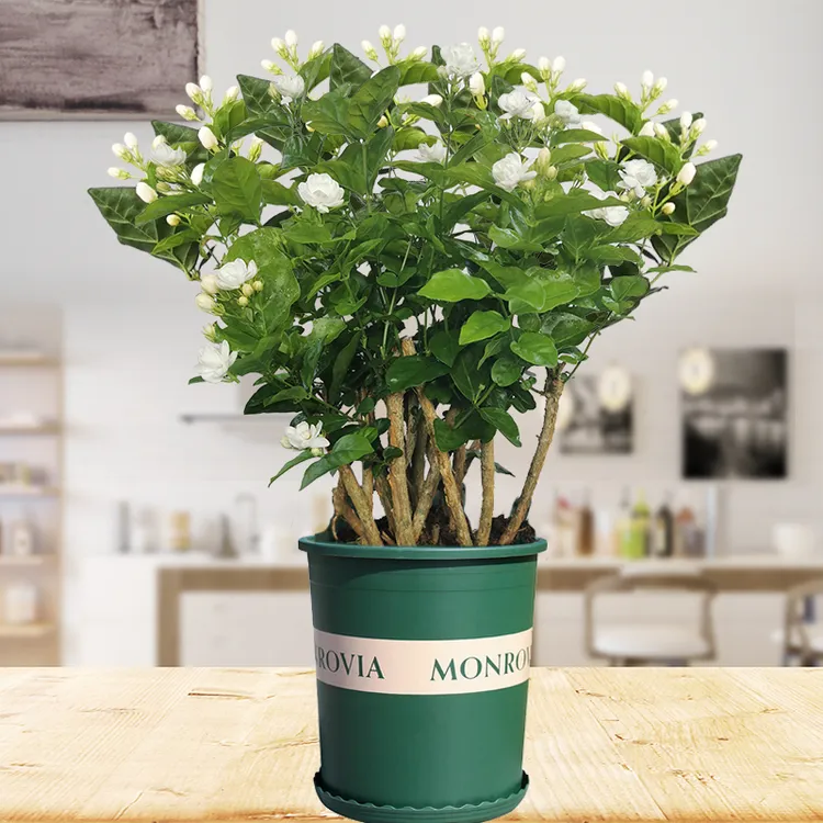 广西横县重瓣茉莉花白茉莉香水茉莉白色养护养花净化种植发货培植